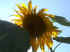 sunflower1small.JPG (23168 bytes)