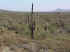 saguaro2small.JPG (33290 bytes)